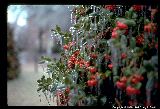 Frozen Ivy