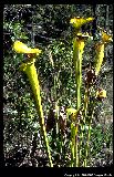 Saracina (pitcher plant)
