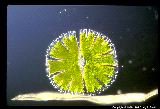 Algae Cell