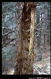 inside a dead tree