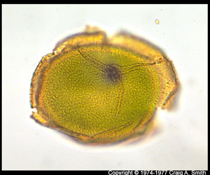 Image pollen Onoclea sensibilus--82.jpg